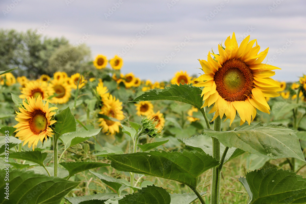 close up of sunflower plant in bloom