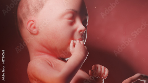 3d rendered illustration of a human fetus - week 28 photo