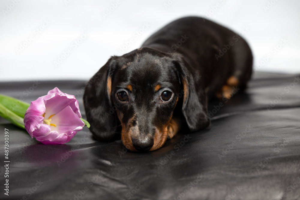 Cute mini dachshund puppy with flower
