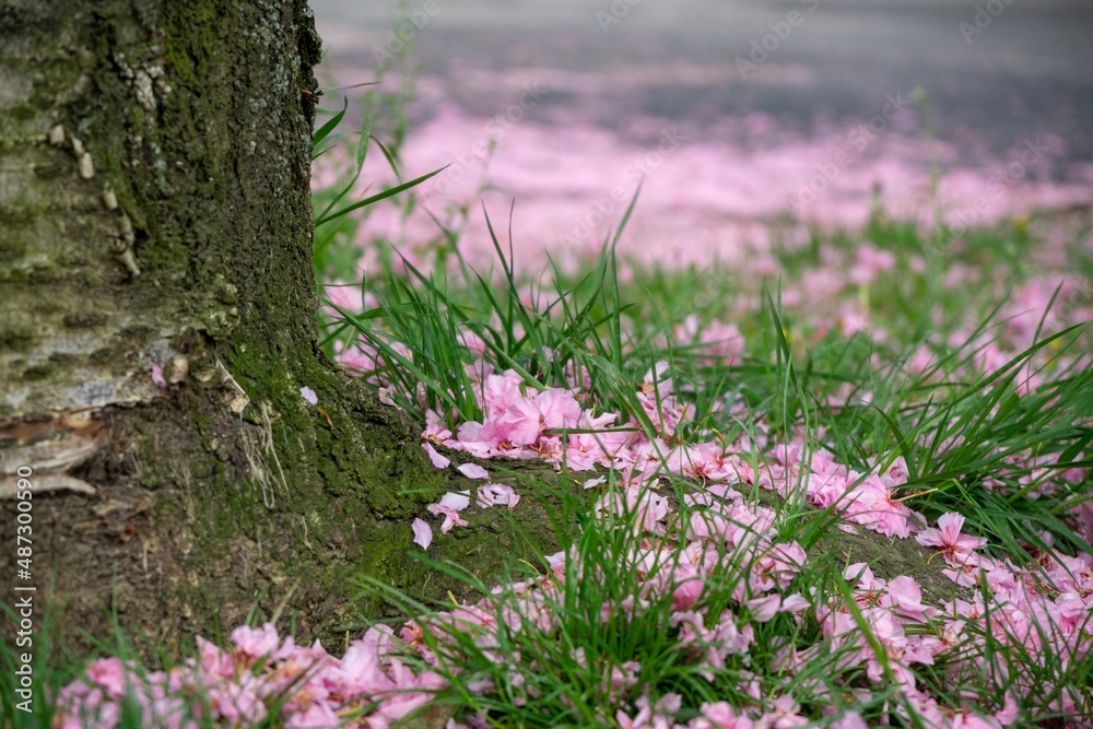 Spring tree flowering. Pink flower petals on the road. Slovakia