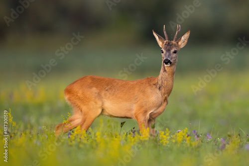 Roe deer, capreolus capreolus, observing on blooming meadow in summertime. Young buck standing on wildflowers in summer. Juvenile mammal looking on green field from side.