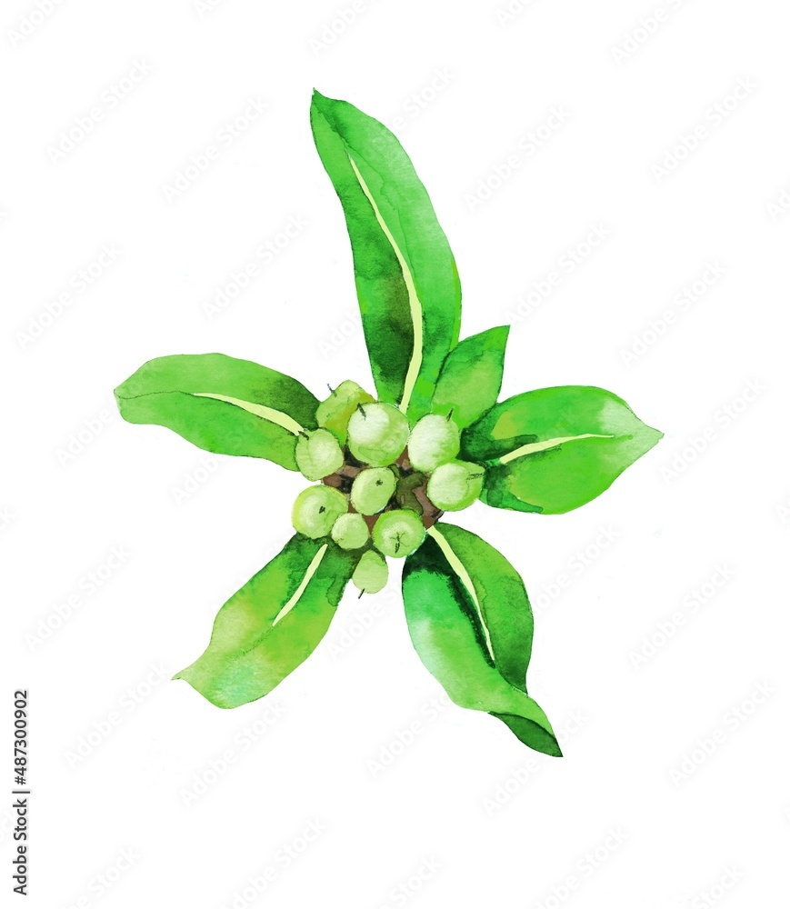 Fototapeta premium tropical plant branch with seeds and leaves