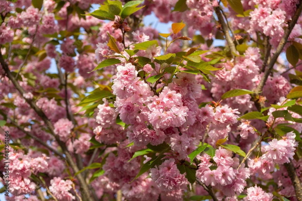 Fototapeta premium Spring tree flowering. Pink flowers. Slovakia