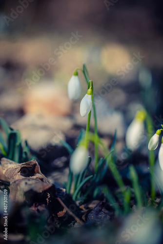  wild white snowdrops growing from the forest ground