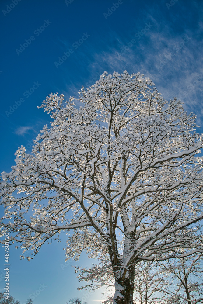 Snowy treetop against blue sky