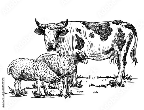 Cow and sheep on a white background. Cattle breeding