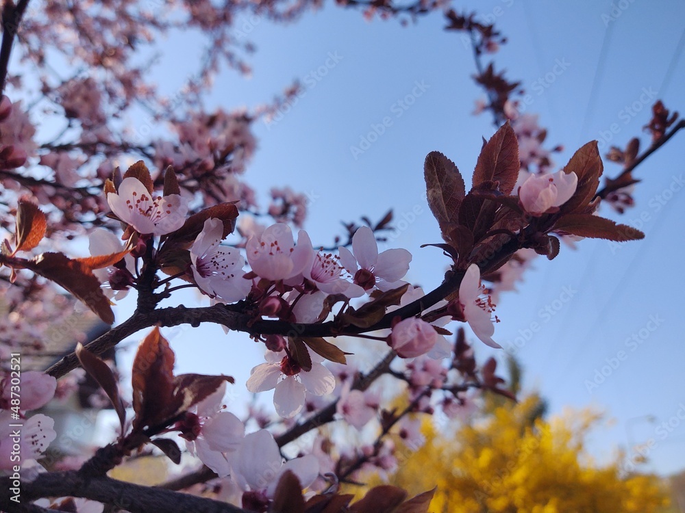 Spring tree flowering. Pink flowers. Slovakia Spring tree flowering. Pink flowers. Slovakia