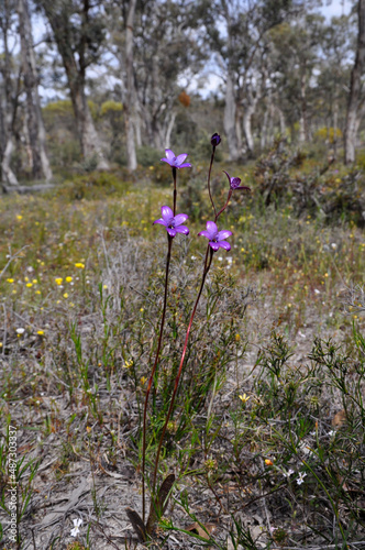 Glistening purple orchids in their natural surrounds