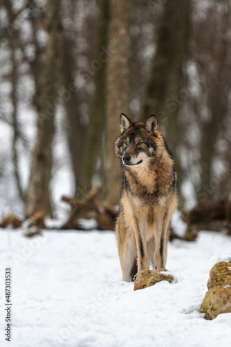 Gray wolf.  Photo of a gray wolf in the wild nature .