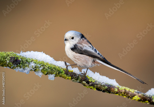 Long tailed tit also known as bushtit (Aegithalos caudatus) photo