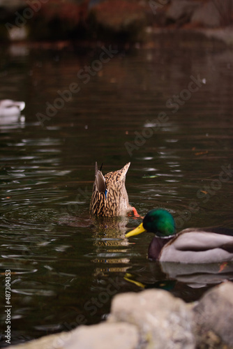 A vertical closeup shot of two beautiful wild ducks in lhe lake. photo