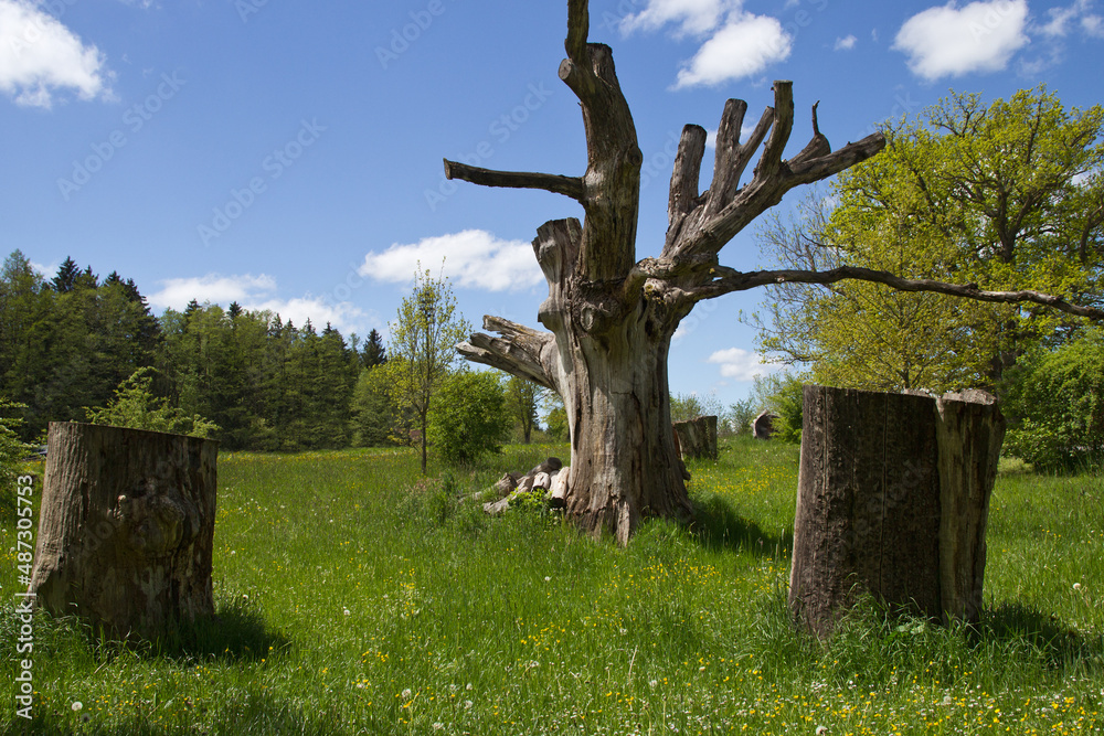 baumtorso auf einer wiese im frühling baumtorso auf einer wiese im frühling