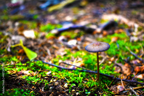 small mushroom in the forest close-up, green moss around