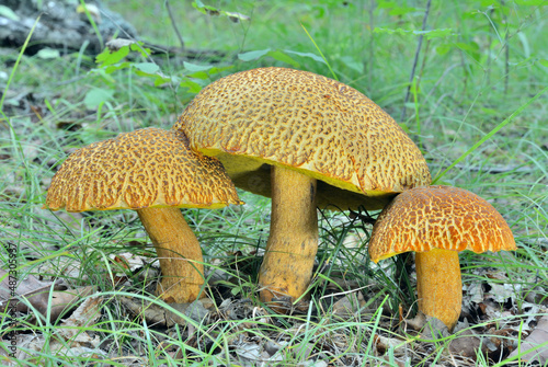 Edible mushrooms (Leccinium extremiorientale)