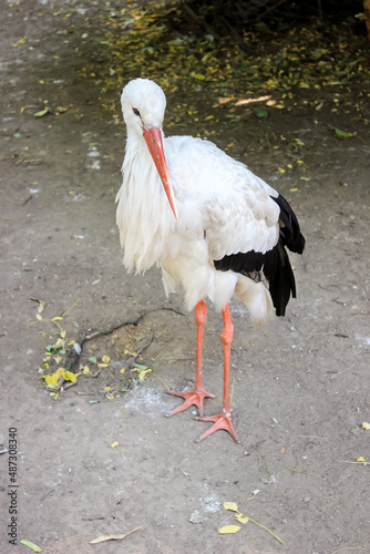 white stork with black wingtips, zoo 