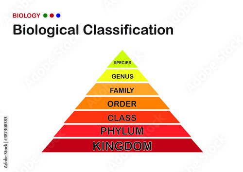 biology diagram show biological classification of living organism from kingdom to species