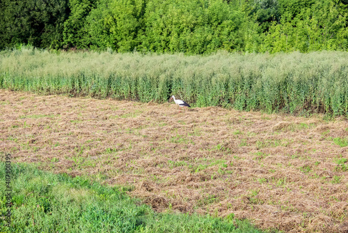 white stork with black wingtips on a sloping meadow near the forest