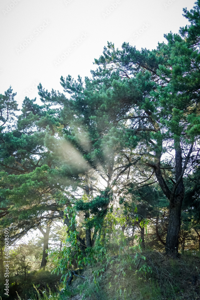 sun and sunny iridescent glare through the crowns of pines sun and sunny iridescent glare through the crowns of pines