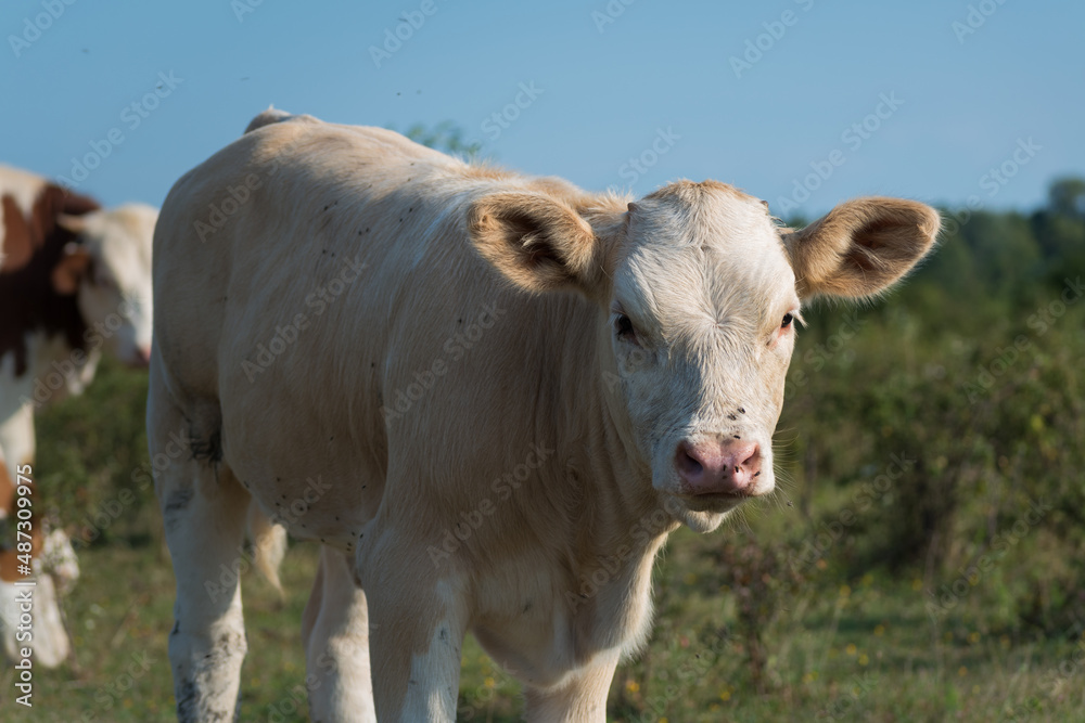 Close-up of a sweet orange and white calf standing on a pasture and looking at the camera