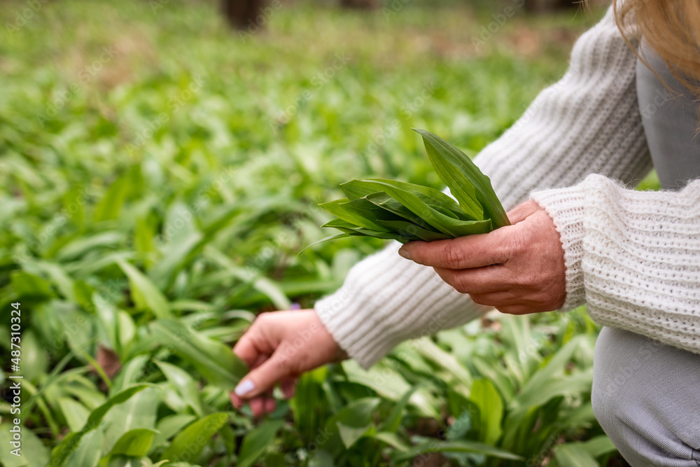 Fototapeta premium Woman picking Wild Garlic (allium ursinum) in forest. Harvesting Ramson leaves herb