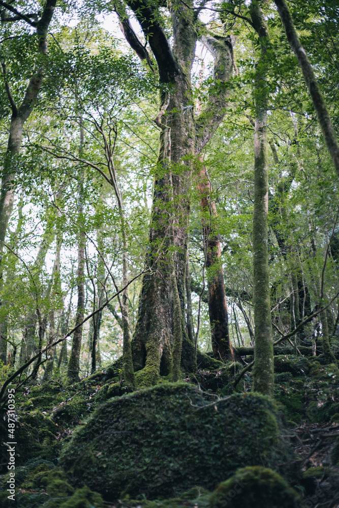 Fototapeta premium Landscape in Yakushima ,Japanese natural heritage.