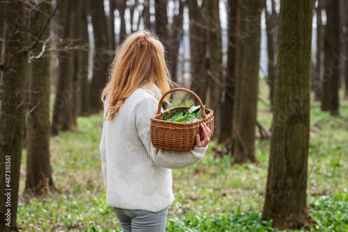 Woman holding basket with harvested wild garlic leaves in forest. Harvesting ramson herb at springtime. Healthy lifestyle