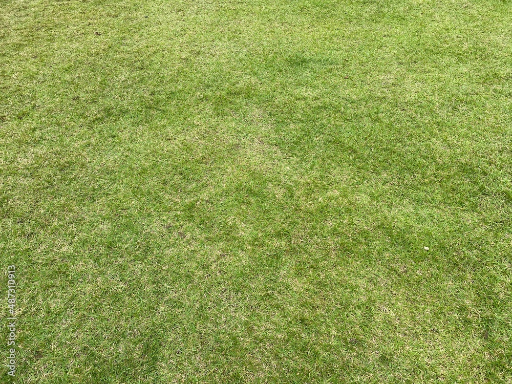 Full frame shot of green lawn, grass background. Copy space on grass field. Full frame shot of green lawn, grass background. Copy space on grass field.