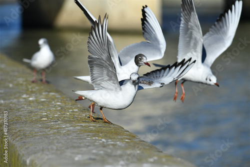 Photography Group of seagulls in flight