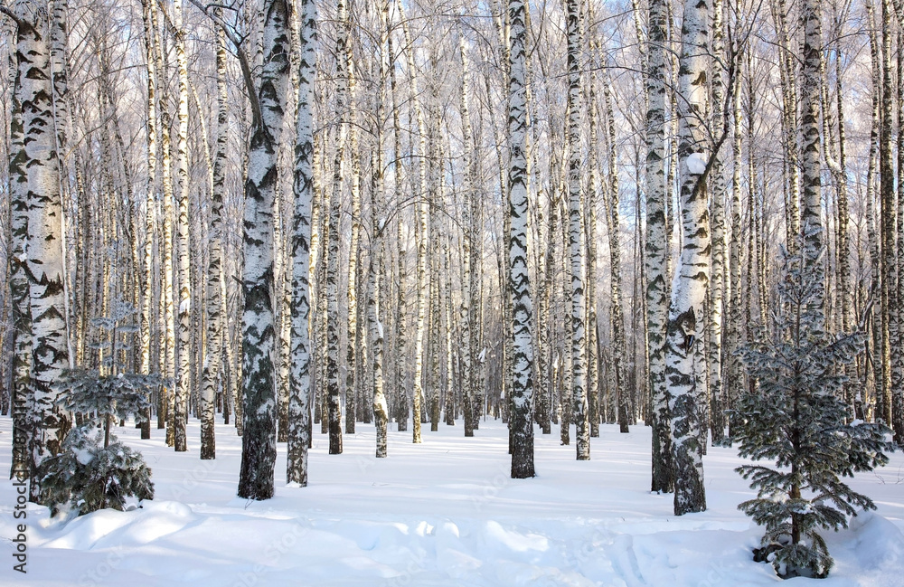 Winter birch forest in sunny weather against the blue sky Winter birch forest in sunny weather against the blue sky