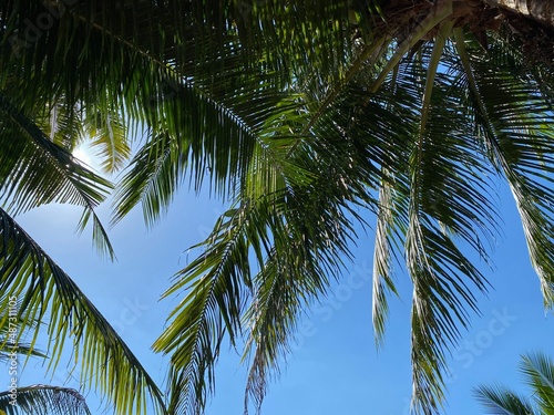 Fototapeta Naklejka Na Ścianę i Meble -  High angle shot of coconut fronds, under coconut tree.  