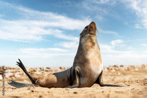 Foto Fur seal enjoy the heat of the sun at the Cape Cross seal colony in Namibia, Africa