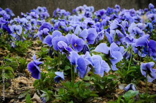delicate blue flowers