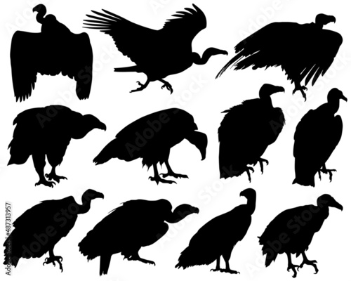 Set of silhouette of vulture in black. photo
