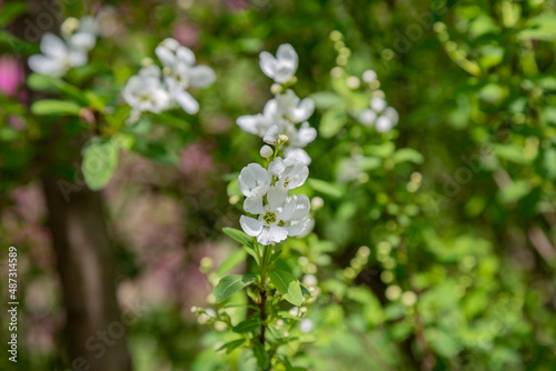 Pearlbush 'The Bride' Exochorda x macrantha in park the so-called pearl white flowers on a green background © Anna