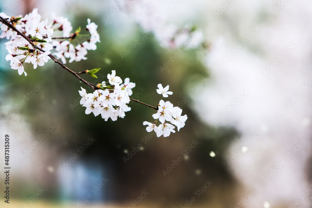 벚꽃이 활짝 핀 아름다운 벚나무 가로수에 봄 바람에 휘날리는 아름다운 꽃잎
