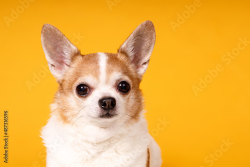 dog breed chihuahua close-up on a yellow background © Fotograf