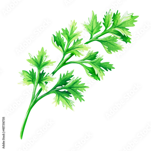 Cilantro. Watercolor vintage illustration. Isolated on a white background. For your design.