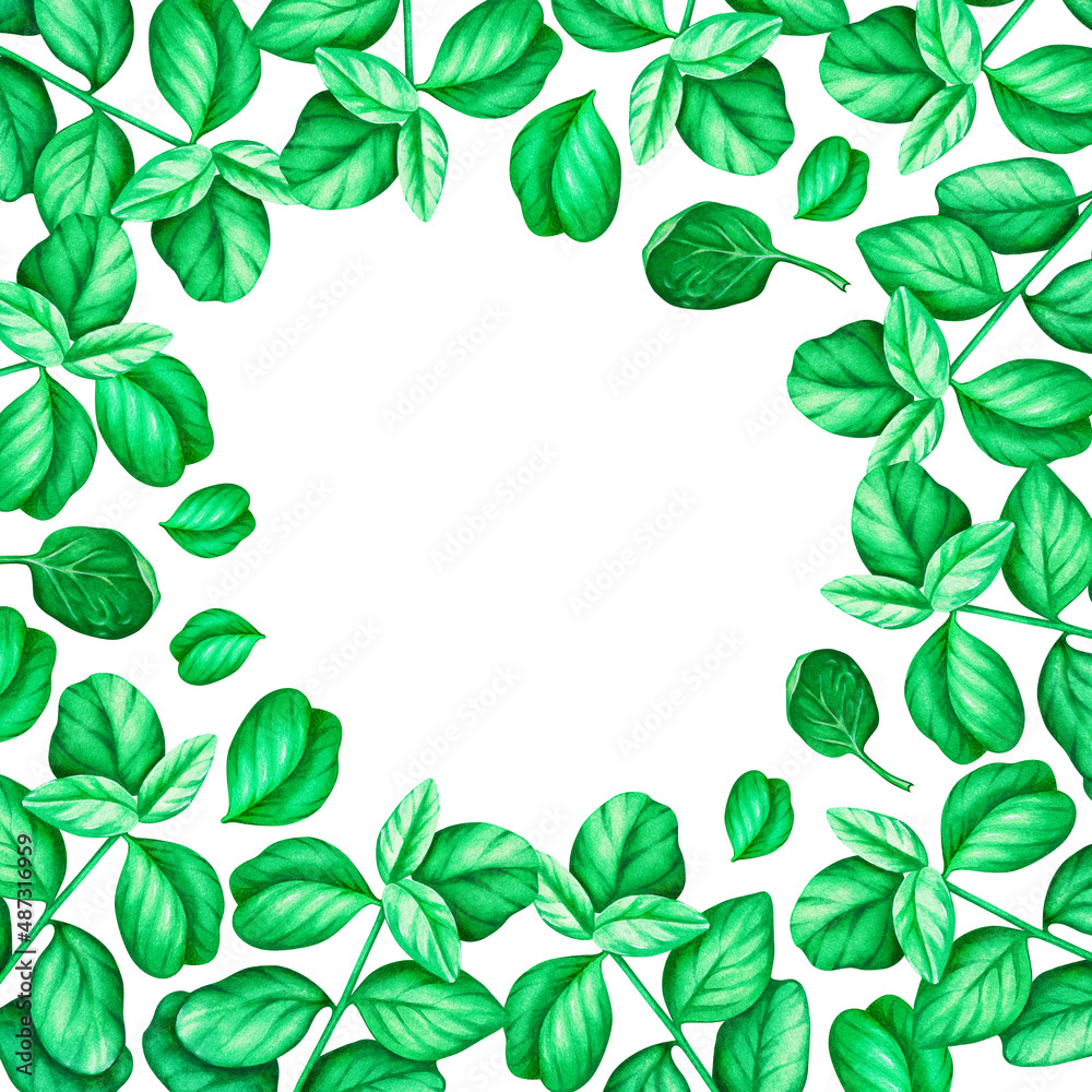 Spinach. Square frame. Watercolor illustration. Isolated on a white background. For your design.