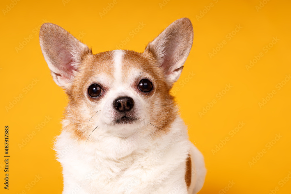 dog breed chihuahua close-up on a yellow background