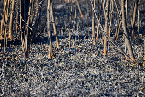 plant debris left over from a vegetation fire