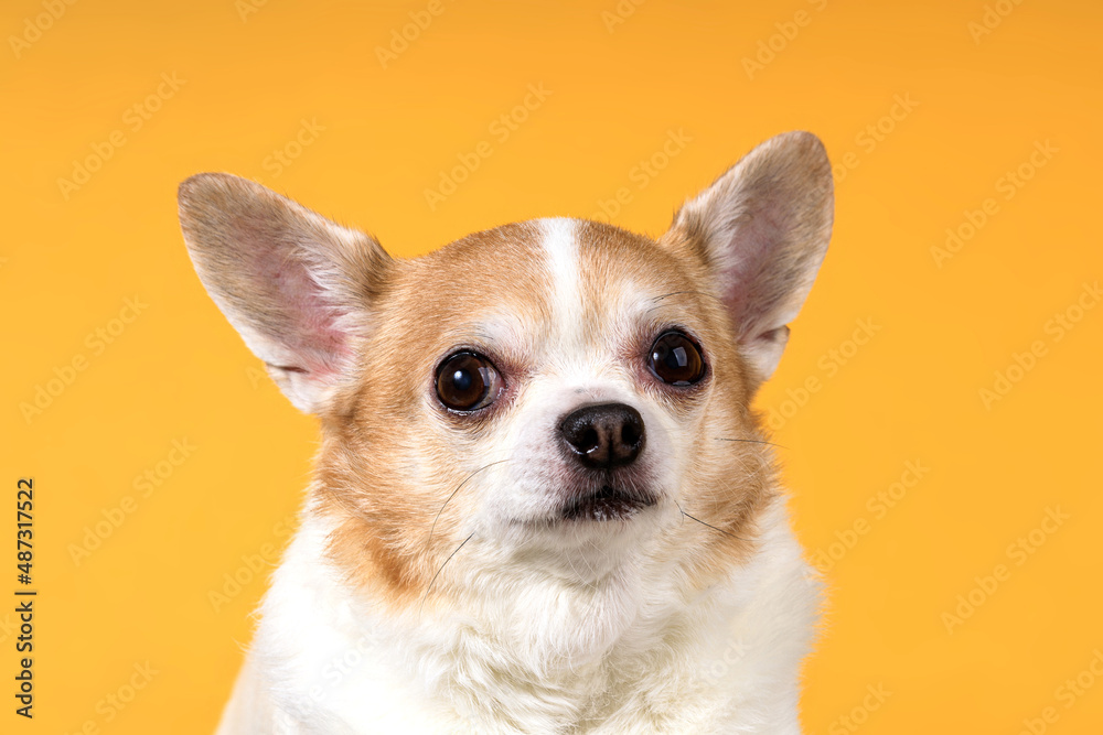 dog breed chihuahua close-up on a yellow background