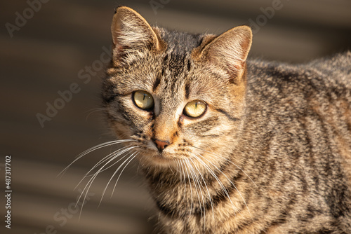 Closeup portrait of a beautiful young pregnant tabby cat looking at the camera