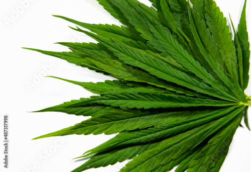 Green cannabis leaves on white background. Growing medical marijuana.