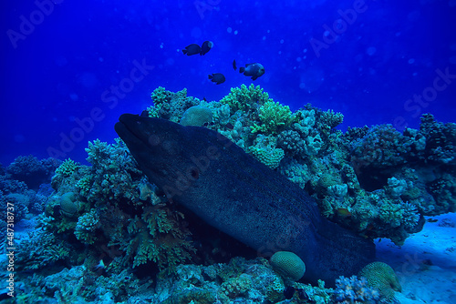 Fototapeta Naklejka Na Ścianę i Meble -  moray eel under water, nature photo wild snake predator marine in the ocean
