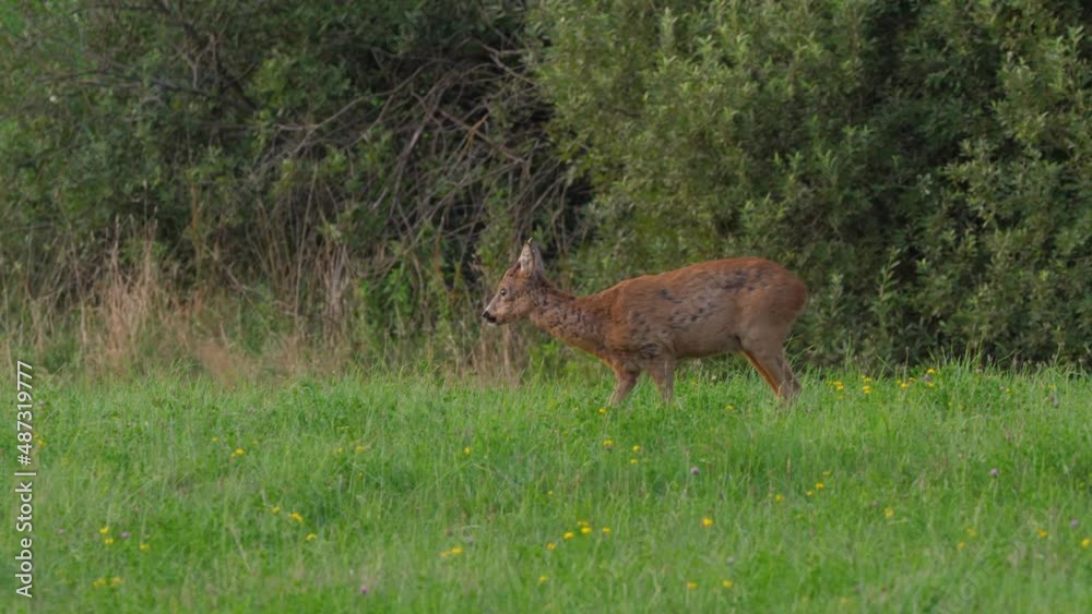 Roe Deer, Capreolus Capreolus, Doe Feeding and Looking Around on Meadow. Wild Animal Roe Deer With Orange Fur Grazing on Hay Field Summer Nature. Wild Little Fawn in Nature. Cute Funny Fawn in Grass. Roe Deer, Capreolus Capreolus, Doe Feeding and Looking Around on Meadow. Wild Animal Roe Deer With Orange Fur Grazing on Hay Field Summer Nature. Wild Little Fawn in Nature. Cute Funny Fawn in Grass.
