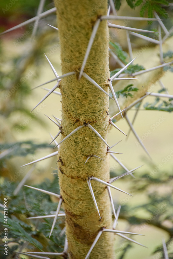 Closeup detail of an acacia thorn tree in Zimbabwe. Closeup detail of an acacia thorn tree in Zimbabwe.