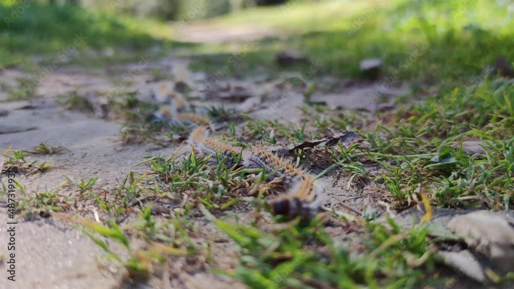 Long line of Pine caterpillar, processionary larva, walking on ground