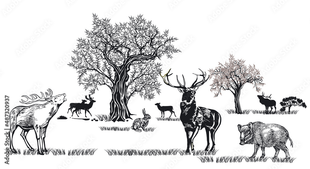 Obraz premium Hirsche und andere Wildtiere in der Natur, illustration isolated on white background