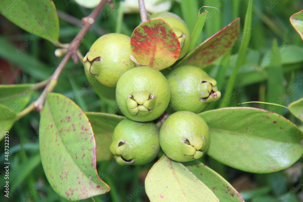 Araçá or Araçá-do-campo or guava-do-morro (Psidium guineense Sw.). Its flavor is very similar to that of guava. Native to Brazil, it originates in restingas, Atlantic Forest. It is rich in vitamin C.