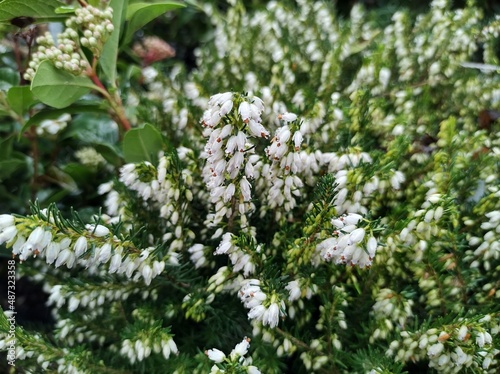 Erica x darleyensis 'White Perfection'
